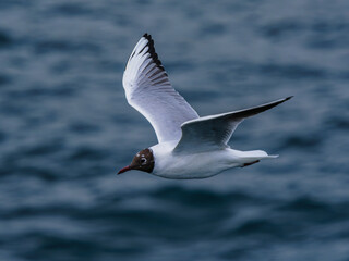 seagull flying over the sea