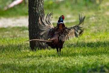 pheasant bird of the European plain male in summer plumage