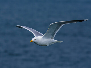 seagull flying over the sea