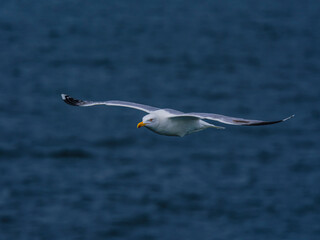 seagull flying over the sea