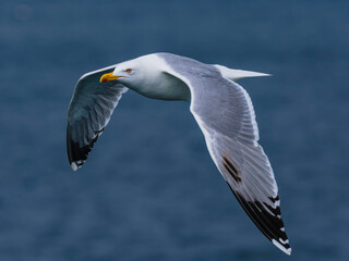 seagull flying over the sea