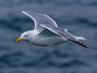 seagull flying over the sea