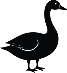 duck isolated on white background