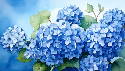 Minimalist watercolor of soft blue hydrangea flowers on a blue background.