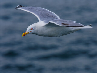 seagull flying over the sea