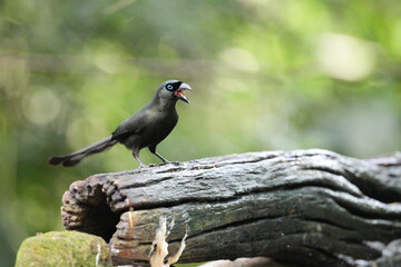 The crow lives naturally in Thailand.