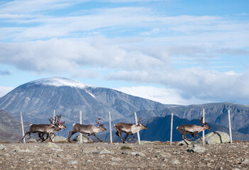 reindeer in the mountains