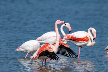 pink flamingo comacchio valleys nature reserve