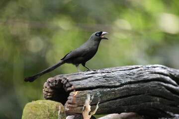 The crow lives naturally in Thailand.