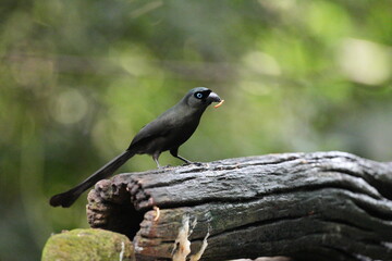 The crow lives naturally in Thailand.