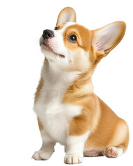Adorable corgi puppy sitting and looking up with curiosity and charm. On transparent background.