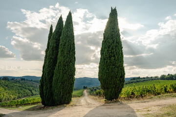 cypresses in tuscany