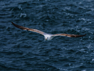 seagull flying over the sea
