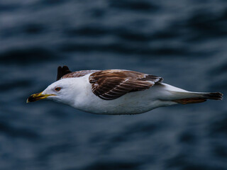 seagull flying over the sea