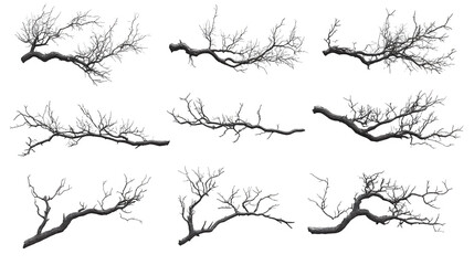 Obraz premium Set of thorny tree branches in multiple angles, realistic 3D, isolated on white background