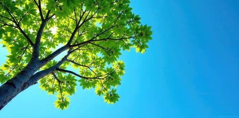 Fototapeta premium tree's branches stretch towards clear blue sky, , branches, blue