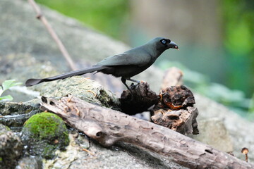 The crow lives naturally in Thailand.