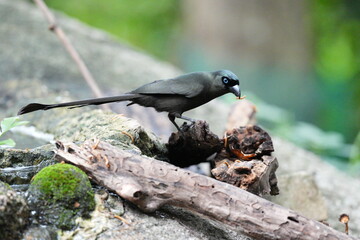 The crow lives naturally in Thailand.