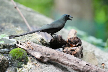 The crow lives naturally in Thailand.
