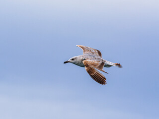 seagull flying beautiful blue sky