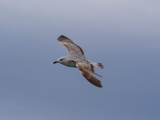a beautiful seagull flying in the sky