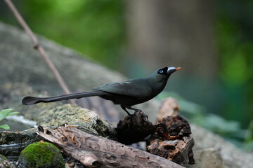 The crow lives naturally in Thailand.