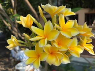 A closeup of white and yellow Plumeria rubra, common frangipani.