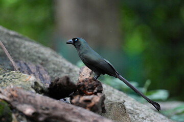 The crow lives naturally in Thailand.
