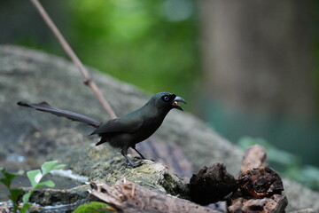Obraz premium The crow lives naturally in Thailand.