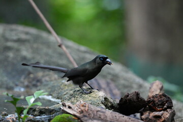 The crow lives naturally in Thailand.