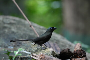The crow lives naturally in Thailand.