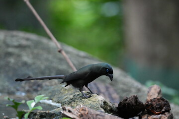 The crow lives naturally in Thailand.