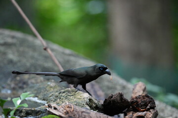 The crow lives naturally in Thailand.