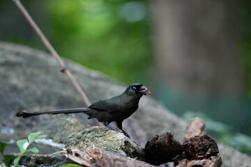 The crow lives naturally in Thailand.