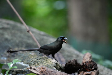 The crow lives naturally in Thailand.