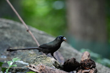 Fototapeta premium The crow lives naturally in Thailand.