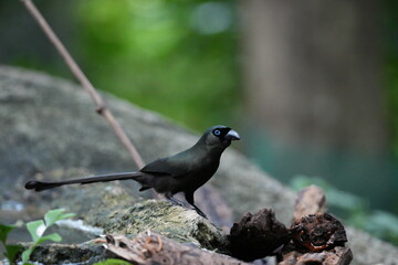 The crow lives naturally in Thailand.