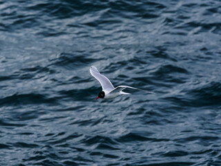 seagull flying over the sea