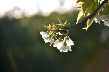 Fleurs de cerisier en lumière
