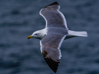 seagull flying over the sea