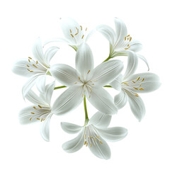 Naklejka premium White lilies bouquet floral arrangement beautiful flowers nature blossom petals