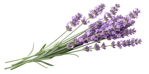 Lavender Bouquet: A close-up shot captures the delicate beauty of a freshly picked bouquet of lavender, its vibrant purple hues and sweet fragrance evoking feelings of serenity and natural elegance.