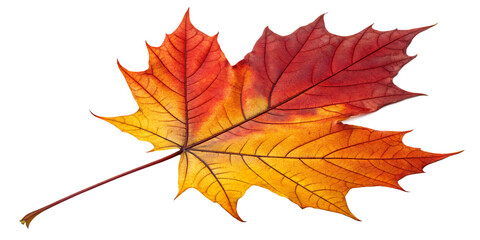 Obraz premium Autumn Maple Leaf: A vibrant maple leaf displays its autumnal colors of red, orange, and yellow, showcasing the beauty of seasonal change.