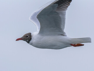 a beautiful seagull flying in the sky