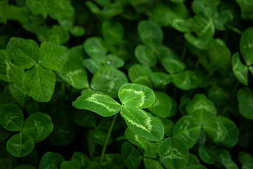 Three leaf green clover close up