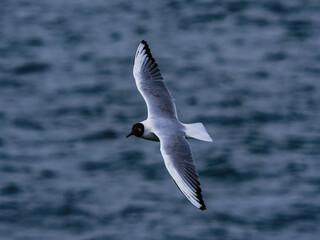 seagull flying over the sea