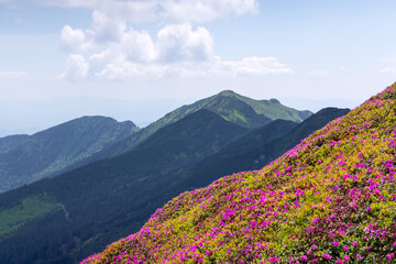 Obraz premium Vibrant rhododendrons covering the mountain meadows in spring, creating a stunning landscape view. Carpathian mountains. Landscape photography