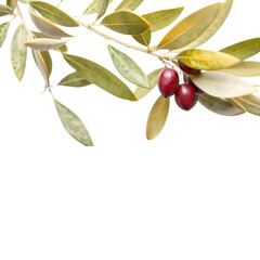 Olive branches with ripe olives and green leaves create natural and organic feel. vibrant colors and textures highlight beauty of nature
