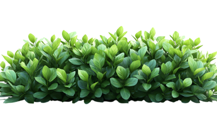 small leafy bush with round top, realistic foliage, isolated on white background