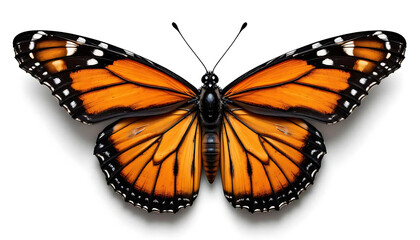 Fototapeta premium monarch butterfly, detailed wings, orange and black pattern, white spots, symmetrical, realistic, nature illustration, isolated on white background, macro photography, high contrast, vibrant colors